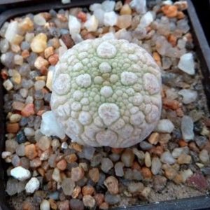 pseudolithos eylensis