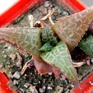 haworthia tessellata