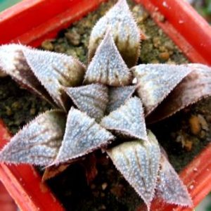 Haworthia hybrid