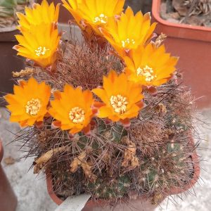 Sulcorebutia menesesii v. kamiesensis - Plapp- s