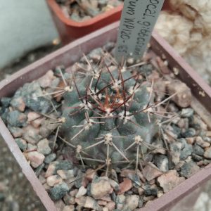 Gymnocalycium  gibbosum v. nigrum WP120- s