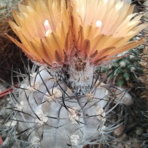 Pyrrhocactus spec. HV748 -L.Bercht-seeds-семена- s