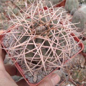 Gymnocalycium cardenasianum -s