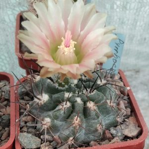 Pyrrhocactus spec. LB- s