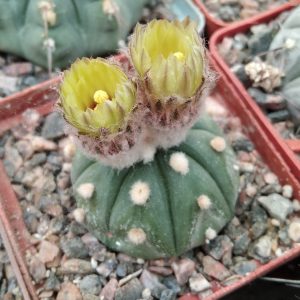 Astrophytum asterias cv."Oibo" -s