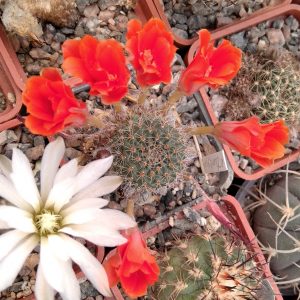 Rebutia tomboensis -s