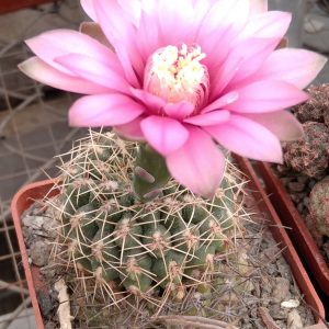 Gymnocalycium baldianum -s