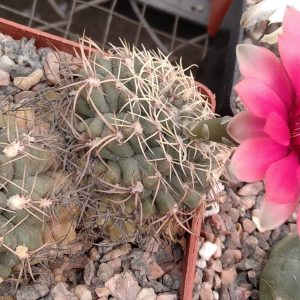 Gymnocalycium baldianum -s