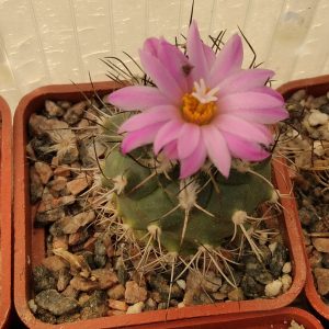Gymnocactus viereckii -hybr- s