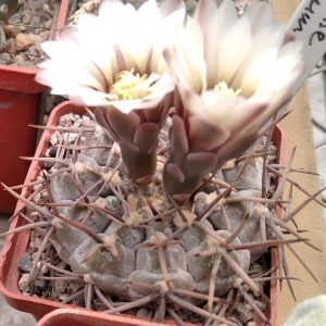 Gymnocalycium riojense -Japan clone-seeds-семена-