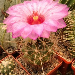 Thelocactus bicolor v. bolansis  -s