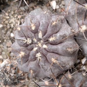 Neochilenia heinrichiana KK32- MG- s