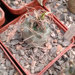 Turbinicarpus klinkerianus TCG7002 -s