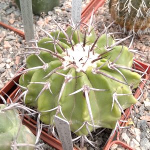 Discocactus  placentiformis -LB- s
