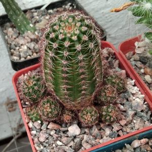 Lobivia aurea v. dobeana -super flovers- s