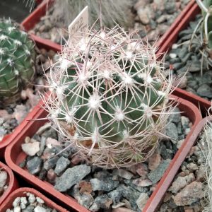 Echinomastus dasiacanthus SB74 -MG- s
