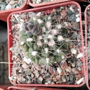 Gymnocalycium  spec.-s
