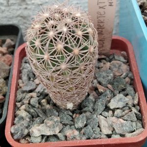 Echinom. intertextus -MG- s