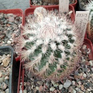 Echinom. dasiacanthus -Franklin- MG-