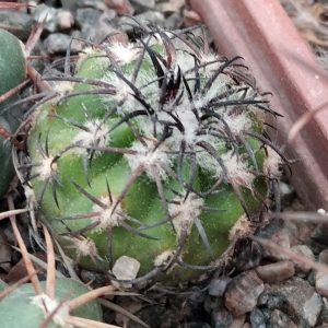Discocactus  latispinus v.HU639 -Koehres- s