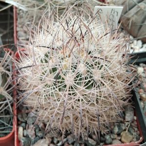 Echinom. unguispinus SB1163 -s