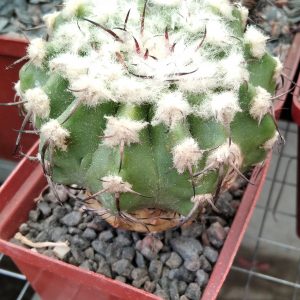Discocactus  latispinus -Koehres-