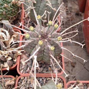 Euphorbia obesa x valida -s