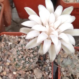 Gymnocalycium papschii -seeds-семена-