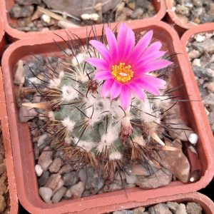 Gymnocactus viereckii L1159