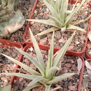 Agave stricta f. minima -Japan- s