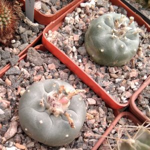 Analonium williamsii -s