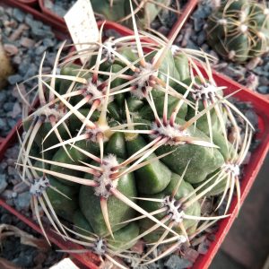 Gymnocalycium monvillei RS2231 -s