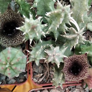 Huernia whitesloaniana -побеги-