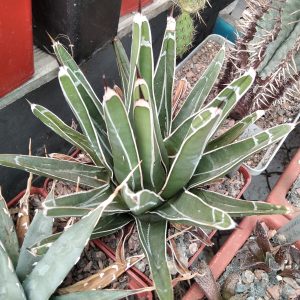 Agave victoriae-reginae -s