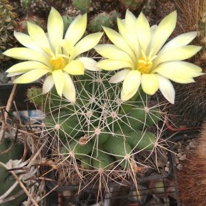 Dolichothele longimamma REPP2144-seeds-семена-