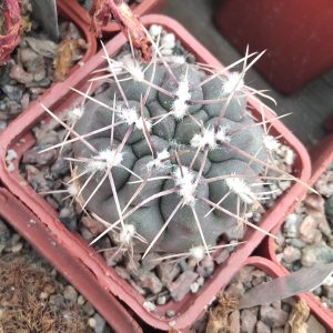 Gymnocalycium gibbosum v. nobile -s