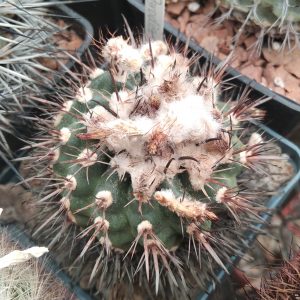 Parodia mairanana -s