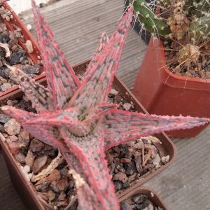 Aloe cv."Christmas Carol" -s