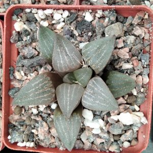 Haworthia cv."Hacuma x comptoniana -s