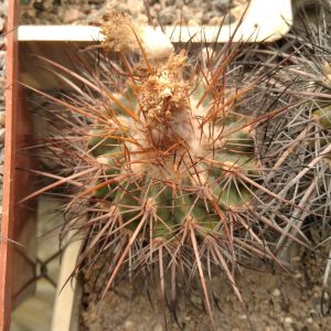 Parodia otaviana JO623 -s