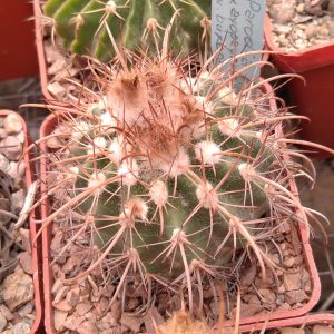 Parodia ayopayana v. buxbaumiana -MG- s