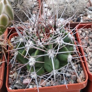 Gymnocalycium mostii v. genseri -s