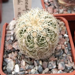 Gymnocalycium bruchii v. albispinum -s