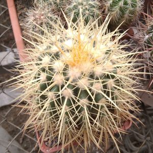 Echinocactus grusonii -не голландец!- s