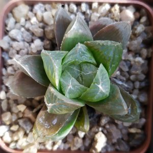 Haworthia cymbiformis