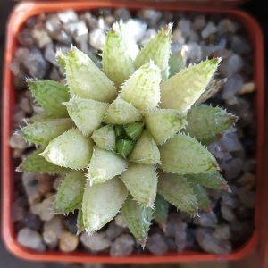 Haworthia herbacea