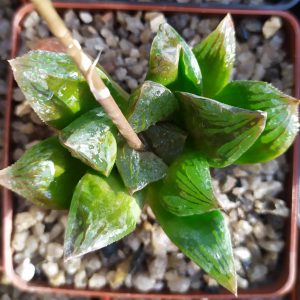 Haworthia hybr. chivagri