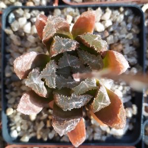 Haworthia hybrid maughanii x crystallina