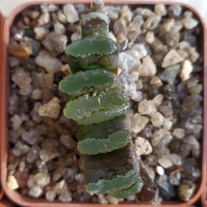 Haworthia truncata MG