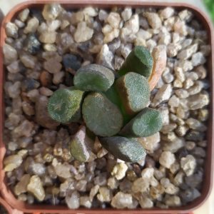 Haworthia maughanii MG 39.08